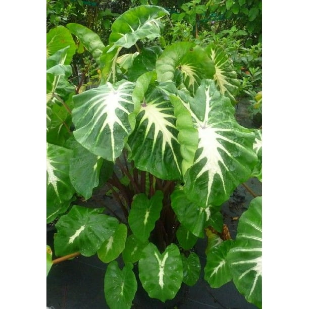 Colocasia LIVE TROPICAL PLANT White Lava Elephant Ear Colocasia LIVE TROPICAL PLANT White Lava Elephant Ear